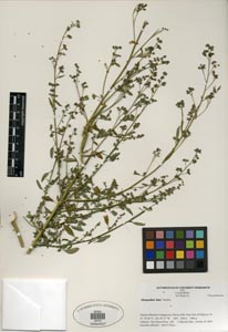 Herbarium Sheet of SDSU 19747